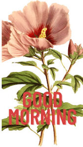 good morning 109