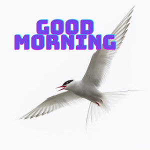 good morning 11