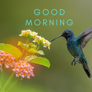 good morning 12