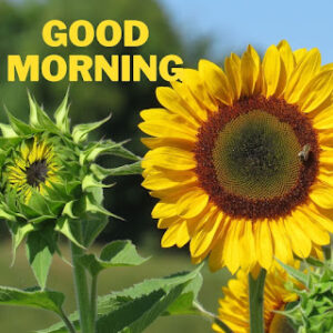 good morning 29
