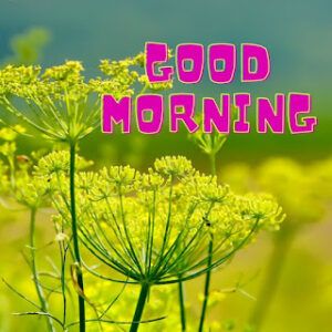 good morning 31