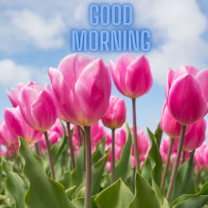 good morning 33