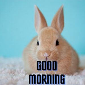good morning 38