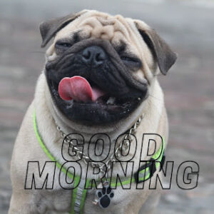 good morning 39