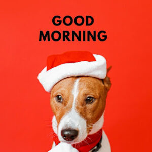 good morning 41