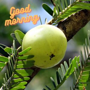 good morning 5