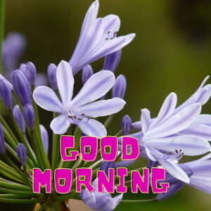 good morning 50