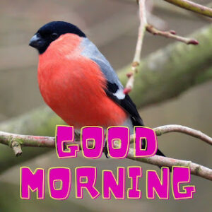 good morning 51