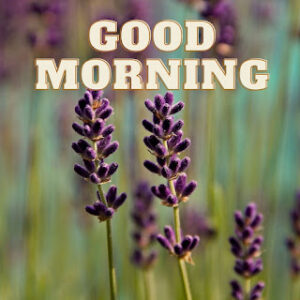 good morning 59