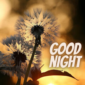 good night 13