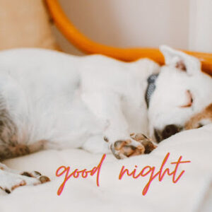 good night 31