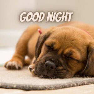 good night 32