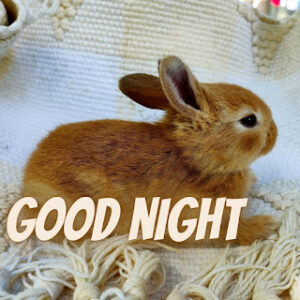 good night 34