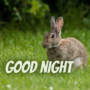good night 35