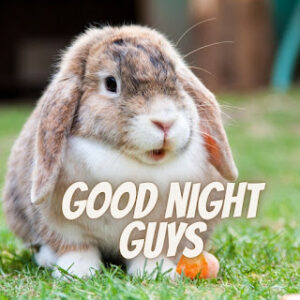 good night 36