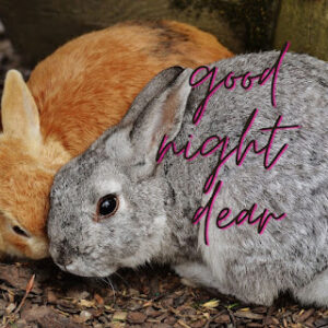 good night 38