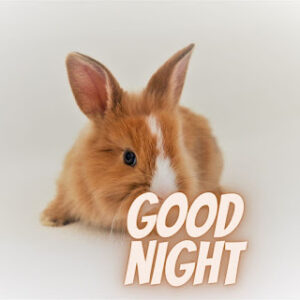 good night 39