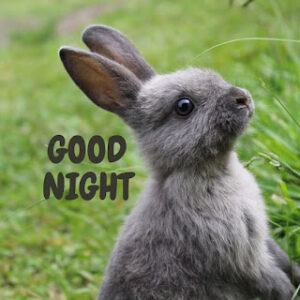 good night 40