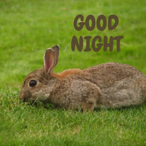 good night 41