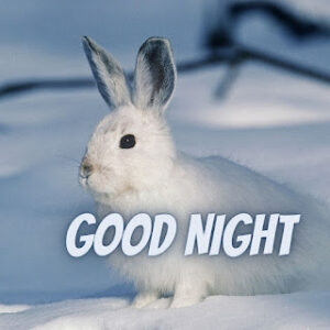 good night 42