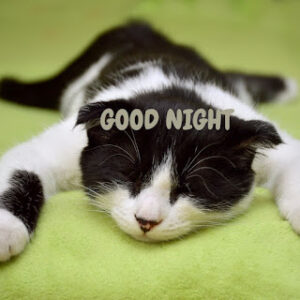 good night 43