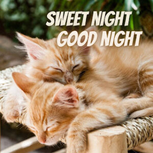 good night 48