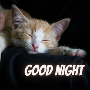 good night 49