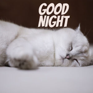 good night 50