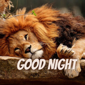 good night 55