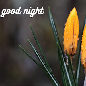 good night 6
