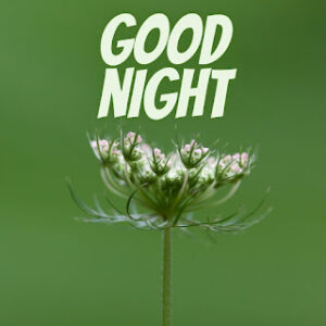 good night 66