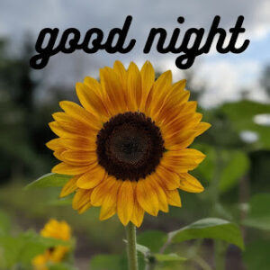 good night 7