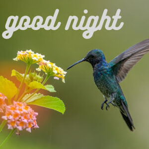 good night 8