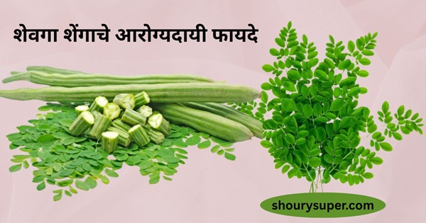 शेवगा शेंगाचे आरोग्यदायी फायदे, शेवगा सूप रेसिपी, शेवगा शेंगाचे फायदे, drumstick health benefits in Marathi, शेवग्याचे उपयोग आणि फायदे, शेवग्याचे सूप कसे बनवायचे
